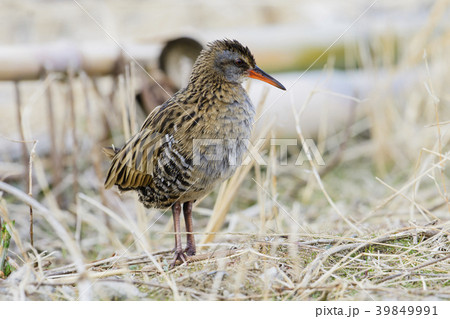 クイナ(水鶏) 39849991