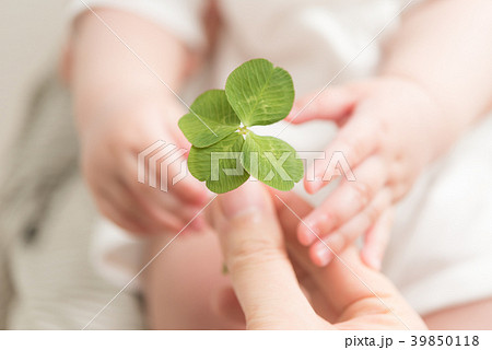 クローバー 39850118