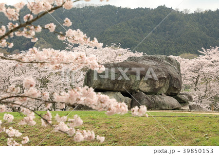 桜に埋もれる石舞台古墳の写真素材