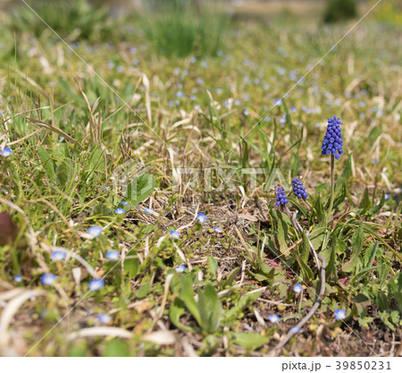 ムスカリ ムスカリ 39850231