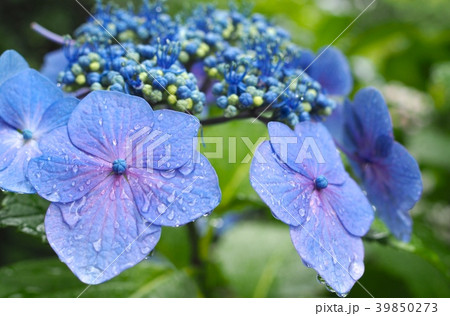 雨上がりの紫陽花の写真素材