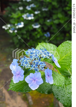 雨にぬれた紫陽花 雨にぬれた紫陽花 39850274