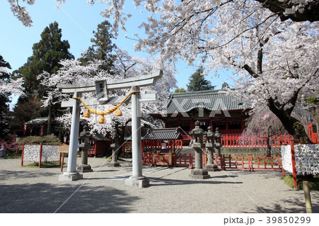 満開の桜と世良田東照宮 39850299