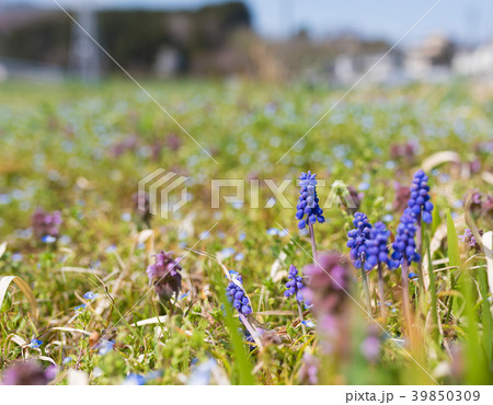 ムスカリ 39850309