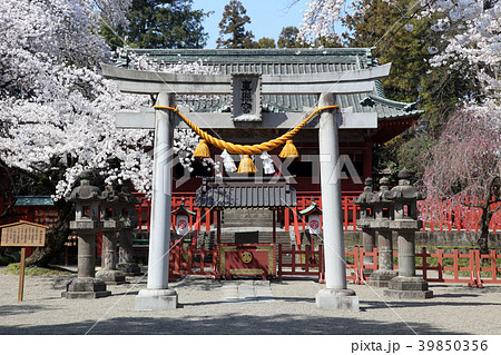 満開の桜と世良田東照宮 39850356