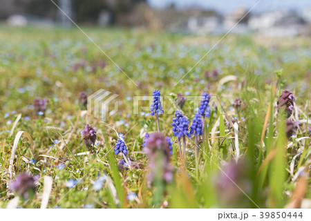 ムスカリ ムスカリ 39850444