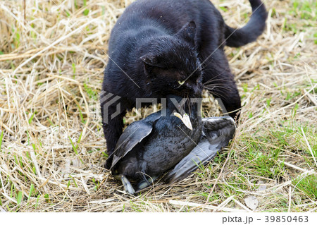 オオバンを捕えた野良猫 39850463