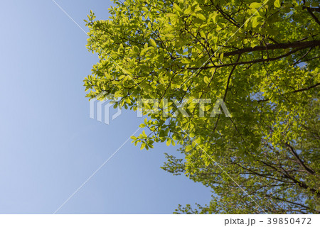 新緑 新緑 39850472