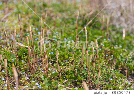 つくし つくし 39850473