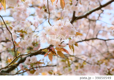 奈良の九重桜 39850549