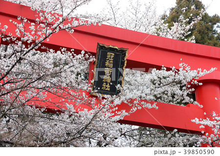 冠稲荷神社の大鳥居と満開の桜 冠稲荷神社の大鳥居と満開の桜 39850590