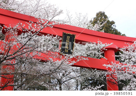 冠稲荷神社の大鳥居と満開の桜 冠稲荷神社の大鳥居と満開の桜 39850591