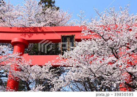 冠稲荷神社の大鳥居と満開の桜 冠稲荷神社の大鳥居と満開の桜 39850595