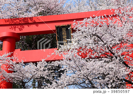 冠稲荷神社の大鳥居と満開の桜 冠稲荷神社の大鳥居と満開の桜 39850597