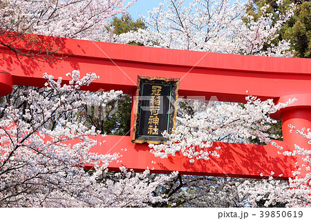 冠稲荷神社の大鳥居と満開の桜 冠稲荷神社の大鳥居と満開の桜 39850619