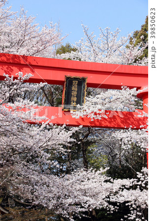 冠稲荷神社の大鳥居と満開の桜 冠稲荷神社の大鳥居と満開の桜 39850623