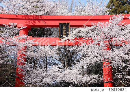 冠稲荷神社の大鳥居と満開の桜 39850624