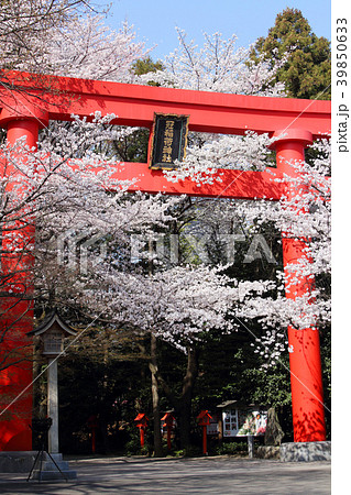 冠稲荷神社の大鳥居と満開の桜 冠稲荷神社の大鳥居と満開の桜 39850633