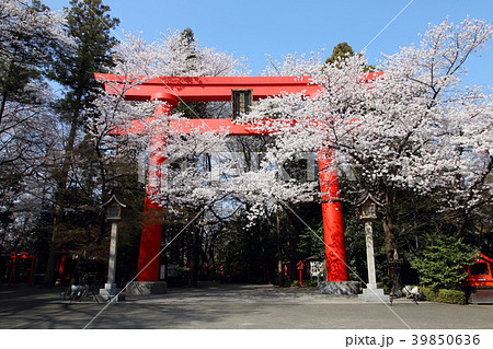 冠稲荷神社の大鳥居と満開の桜 冠稲荷神社の大鳥居と満開の桜 39850636