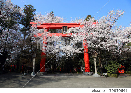 冠稲荷神社の大鳥居と満開の桜 冠稲荷神社の大鳥居と満開の桜 39850641
