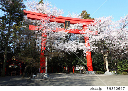 冠稲荷神社の大鳥居と満開の桜 冠稲荷神社の大鳥居と満開の桜 39850647