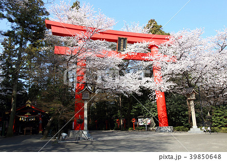 冠稲荷神社の大鳥居と満開の桜 冠稲荷神社の大鳥居と満開の桜 39850648