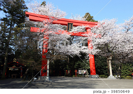 冠稲荷神社の大鳥居と満開の桜 冠稲荷神社の大鳥居と満開の桜 39850649