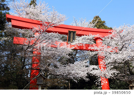冠稲荷神社の大鳥居と満開の桜 冠稲荷神社の大鳥居と満開の桜 39850650