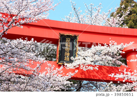 冠稲荷神社の大鳥居と満開の桜 冠稲荷神社の大鳥居と満開の桜 39850651
