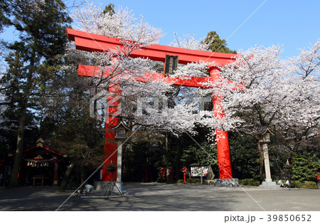 冠稲荷神社の大鳥居と満開の桜 冠稲荷神社の大鳥居と満開の桜 39850652