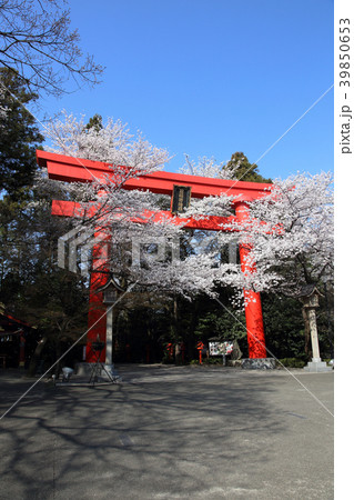 冠稲荷神社の大鳥居と満開の桜 冠稲荷神社の大鳥居と満開の桜 39850653