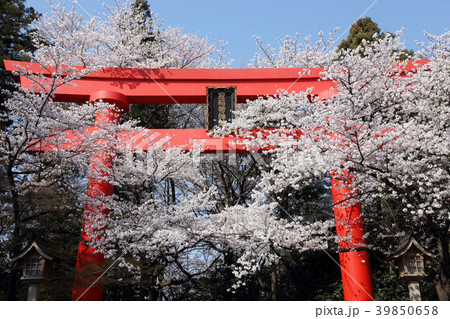 冠稲荷神社の大鳥居と満開の桜 冠稲荷神社の大鳥居と満開の桜 39850658