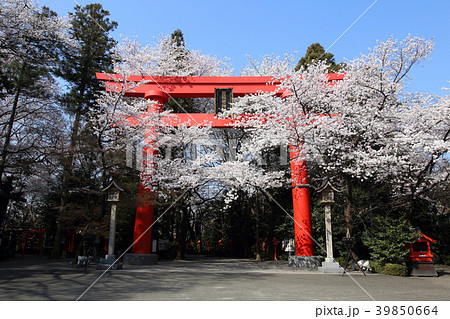冠稲荷神社の大鳥居と満開の桜 冠稲荷神社の大鳥居と満開の桜 39850664