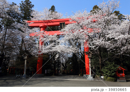 冠稲荷神社の大鳥居と満開の桜 冠稲荷神社の大鳥居と満開の桜 39850665