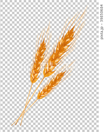 Barley watercolor illustration 39850684