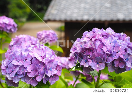 紫陽花 39850724