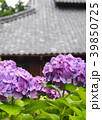 紫陽花とお寺 39850725
