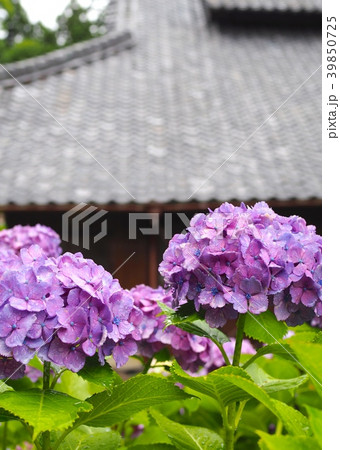 紫陽花とお寺 紫陽花とお寺 39850725
