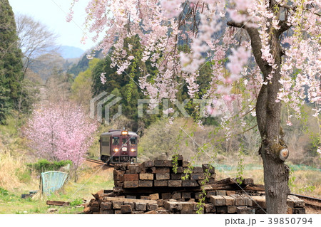 わたらせ渓谷鐵道「枝垂桜の花咲くローカル風景」 わたらせ渓谷鐵道「枝垂桜の花咲くローカル風景」 39850794