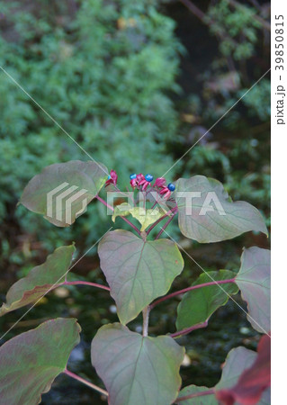 臭木 クサギの実 臭木 クサギの実 39850815