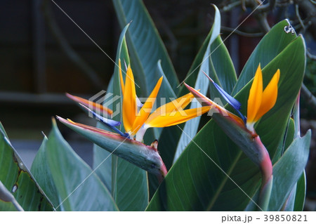 極楽鳥花 ストレリチア 花言葉は「女王の輝き」 極楽鳥花 ストレリチア 花言葉は「女王の輝き」 39850821