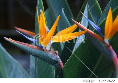 極楽鳥花 ストレリチア 花言葉は「女王の輝き」 極楽鳥花 ストレリチア 花言葉は「女王の輝き」 39850822