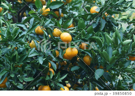 蜜柑　花言葉は「花嫁の喜び」 39850850