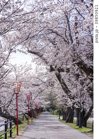 福島県郡山市民の憩いの場穴場人気スポット五百淵公園 春を満喫できる満開の桜のトンネルに大歓声の写真素材