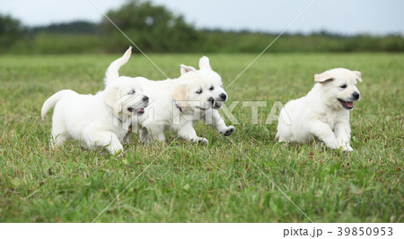 Beautiful group of golden retriever puppies 39850953