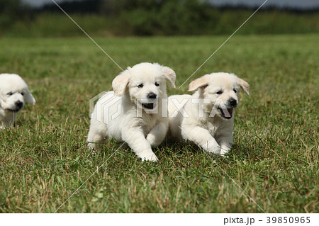 Beautiful group of golden retriever puppies Beautiful group of golden retriever puppies 39850965