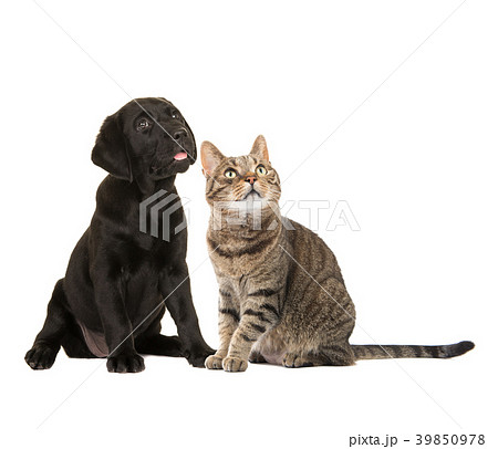 Puppy labrador and tabby adult cat  39850978