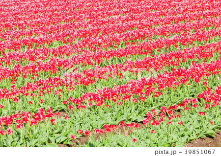 Tulips in the background , the town of Asahi Tulips in the background , the town of Asahi 39851067