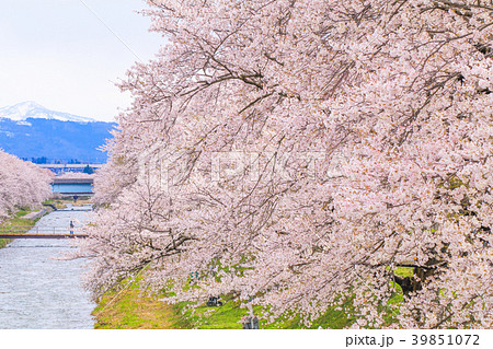 Cherry blossom trees or sakura   39851072