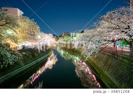 神奈川県 夜桜の写真素材